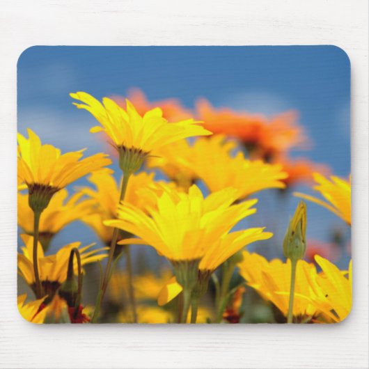 Orangen- und gelbe Namaqualand-Milcherzeugnisse Mousepad (Vorne)