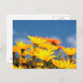 Orangen- und Gelbmilchkäse Postkarte (Vorne/Hinten)