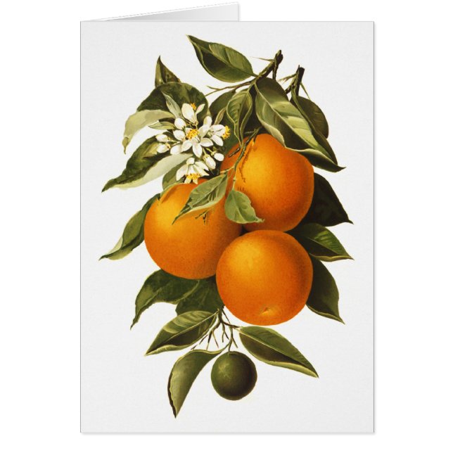 Orangen und Mohnblumen (Vorne)