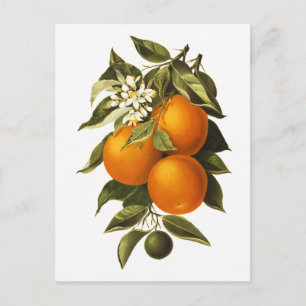 Orangen und Mohnblumen Postkarte