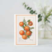 Orangen Vintage botanische Illustration Postkarte (Stehend Vorderseite)