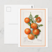 Orangen Vintage botanische Illustration Postkarte (Vorne/Hinten)