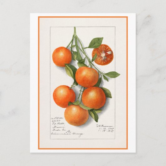 Orangen Vintage botanische Illustration Postkarte (Vorderseite)