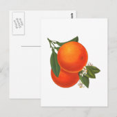 Orangen Vintage-Kiste Kunst Postkarte (Vorne/Hinten)