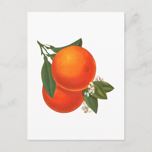 Orangen Vintage-Kiste Kunst Postkarte (Vorderseite)