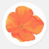 Orangenaufkleber der Wildblume Poppy Runder Aufkleber (Vorderseite)
