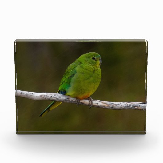 Orangenbauchling Parrot Bird Australia Fotoblock (Vorderseite)