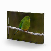 Orangenbauchling Parrot Bird Australia Fotoblock (Rechts)
