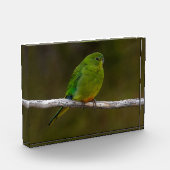 Orangenbauchling Parrot Bird Australia Fotoblock (Links)