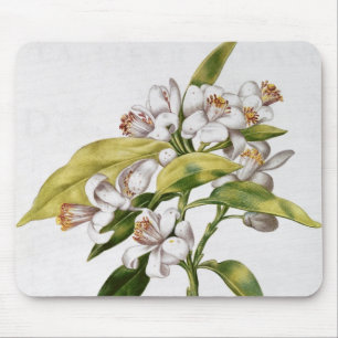 Orangenbaum-Blume, von 'La Guirlande de Julie' Mousepad
