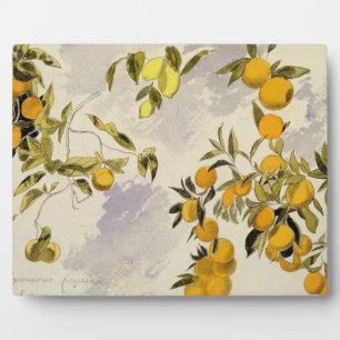 Orangenbäume, 1863 (w/c, Feder und Tinte über Grap Fotoplatte