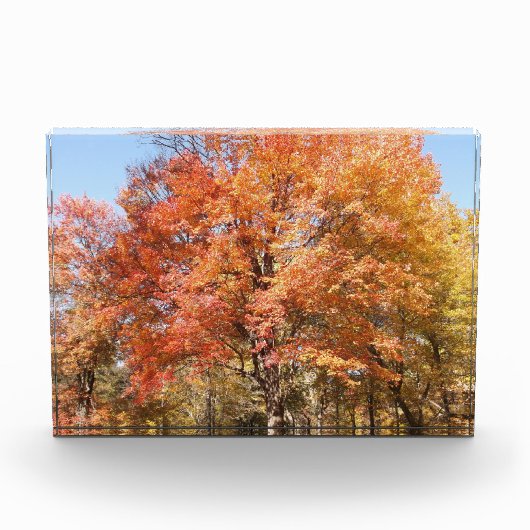Orangenbäume Fotoblock (Vorderseite)