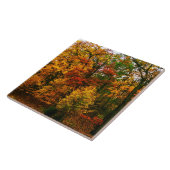 Orangenbäume im Herbst Fliese (Seite)