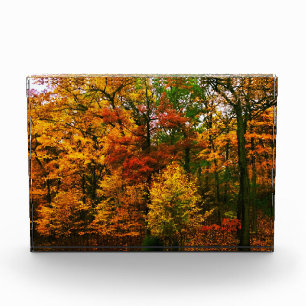 Orangenbäume im Herbst Fotoblock