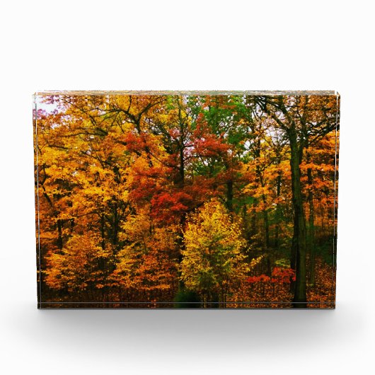 Orangenbäume im Herbst Fotoblock (Vorderseite)