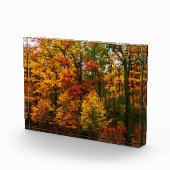 Orangenbäume im Herbst Fotoblock (Rechts)