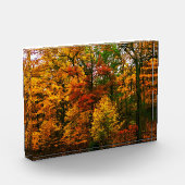 Orangenbäume im Herbst Fotoblock (Links)
