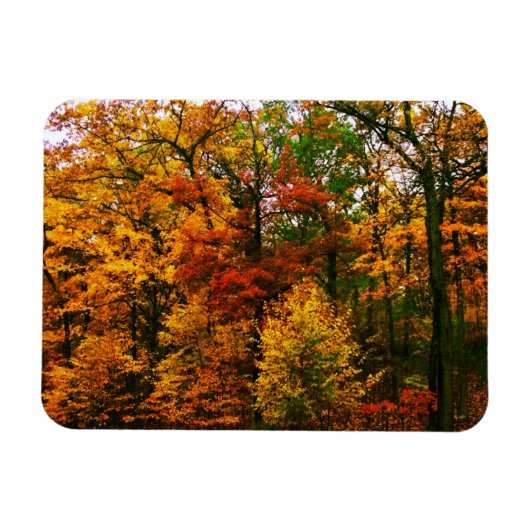Orangenbäume im Herbst Magnet (Horizontal)
