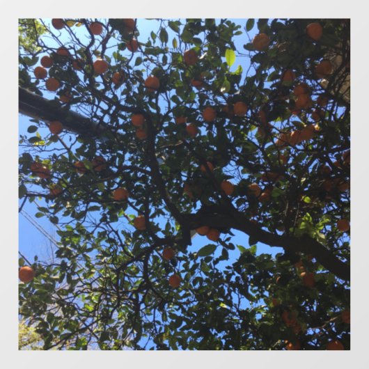 Orangenbäume in Buenos Aires arboles naranjos Fensteraufkleber (Blatt)
