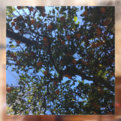 Orangenbäume in Buenos Aires arboles naranjos Fensteraufkleber (Blatt 2)