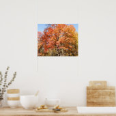 Orangenbäume Poster (Küche)
