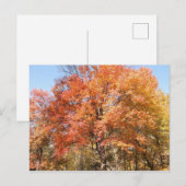 Orangenbäume Postkarte (Vorne/Hinten)
