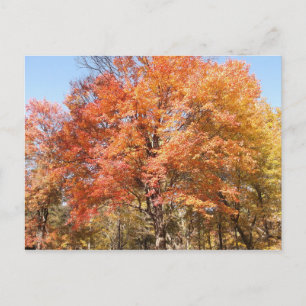 Orangenbäume Postkarte