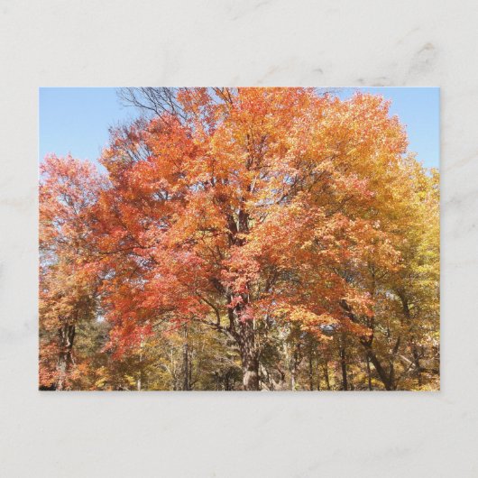 Orangenbäume Postkarte (Vorderseite)
