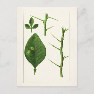 Orangenblätter (Poncirus Trifoliata) Malerei Postkarte
