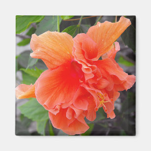 Orangenblüte Magnet