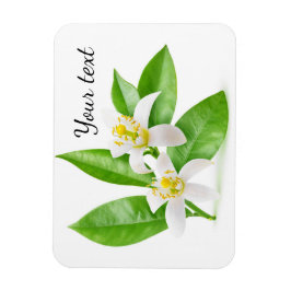 Orangenblüten Magnet