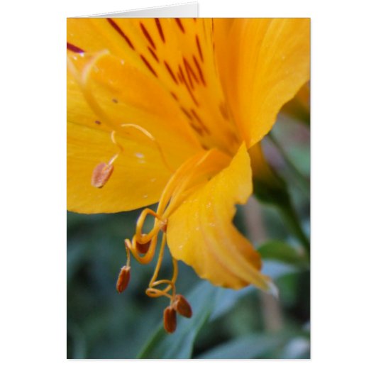 Orangenblüten Nahaufnahme Karte (Vorne)