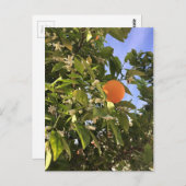 Orangenblüten Postkarte (Vorne/Hinten)