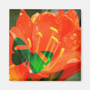 Orangenblüten Schmetterling Quadrat Magnet