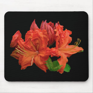 Orangene Azaleenblüten Mousepad