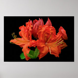Orangene Azaleenblüten Poster