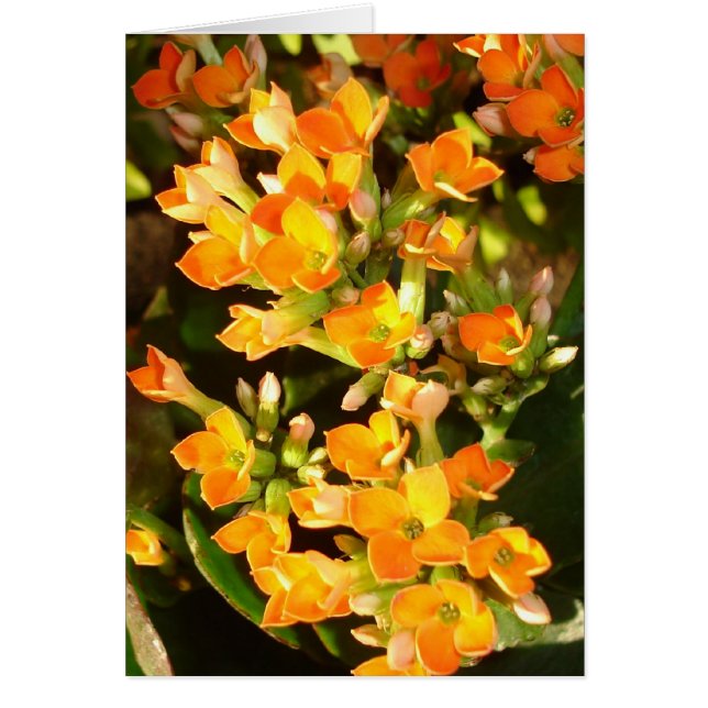 Orangene Cluster (Vorne)