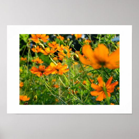 Orangene Cosmos-Blumen: Japan Poster (Vorne)