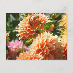 Orangene Dahlien Blumen Garten Postkarten Floral