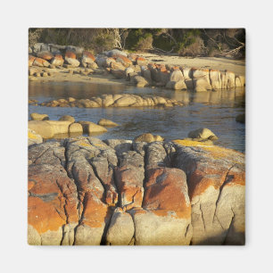 Orangene Flechte auf Felsen, Binalong Bay, Bay of Magnet