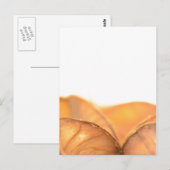 Orangene Frucht Postkarte (Vorne/Hinten)