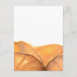 Orangene Frucht Postkarte