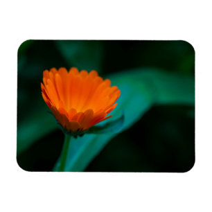 Orangene Gänseblümchen-Blumenfotografie Magnet