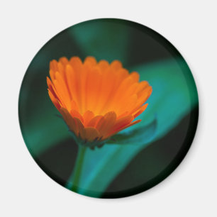 Orangene Gänseblümchen-Blumenfotografie Magnet