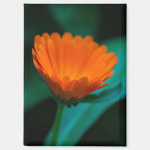 Orangene Gänseblümchen-Blumenfotografie Magnet