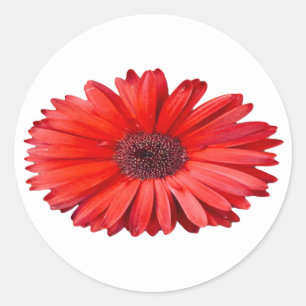 Orangene Gänseblümchen-Blumenkunst Runder Aufkleber