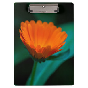 Orangene Gänseblümchenblüte Klemmbrett