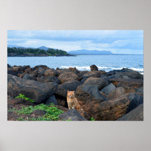 Orangene getigerte Katze, Kauai, Hawaii Poster
