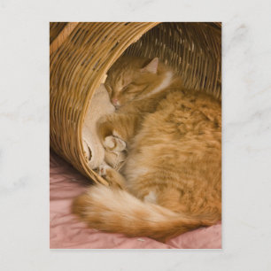Orangene getigerte Katze schläft in Wäschekorb Postkarte