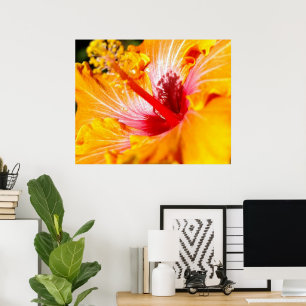 Orangene Hibiskusblume Seitenansicht 30x24 Poster